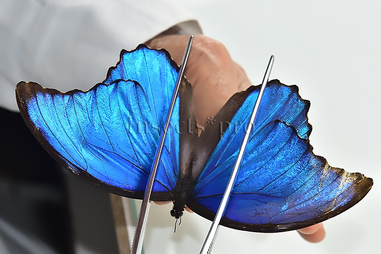 Morpho godartii tingomariensis *GYNANDROMORPH* ⚥ MOSAIC ON VERSO - Image 4