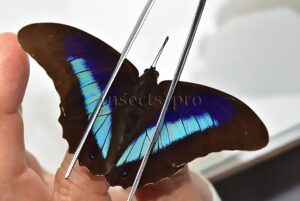 Prepona deiphile neoterpe A1 ♂