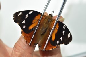 Pycina zamba zamba A1 ♂