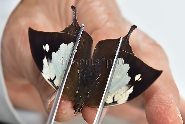 Anaea nessus A1 ♀ - Image 2