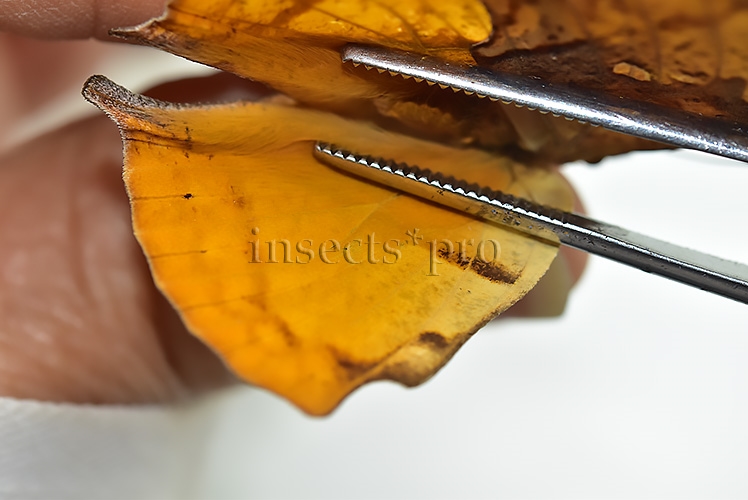 Anaea itys itys A1 ♀ - Image 4