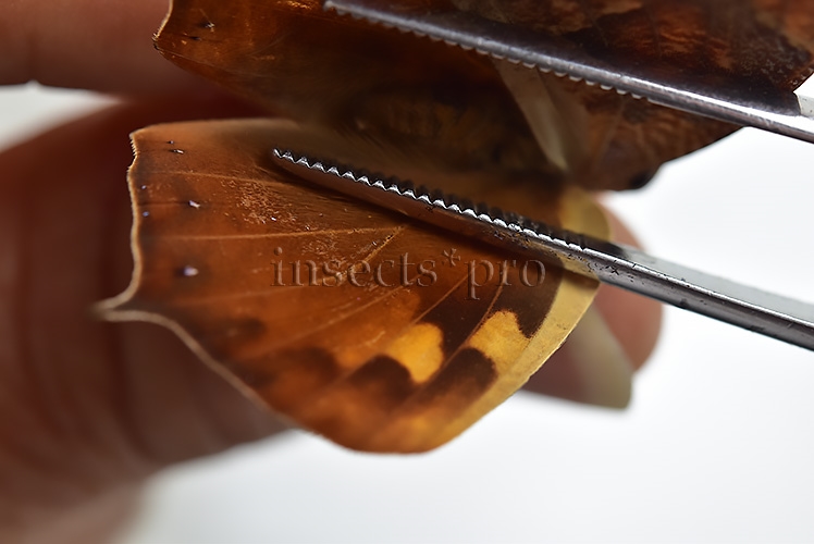 Anaea eurypyle ♂ - Image 4