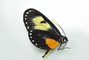 Hyalyris coeno n. ssp. A1 ♂ RARE