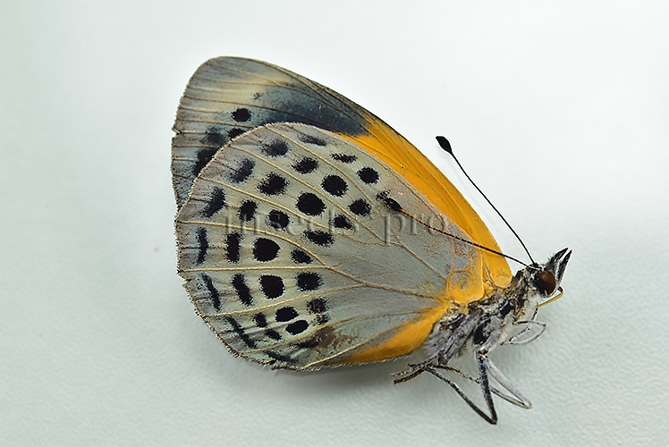 Asterope markii davisii ♀ FEMALE - Image 2