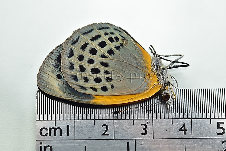 Asterope markii davisii ♀ FEMALE