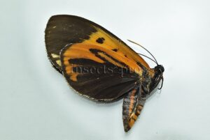 Duboisvalia ecuadoria ♀