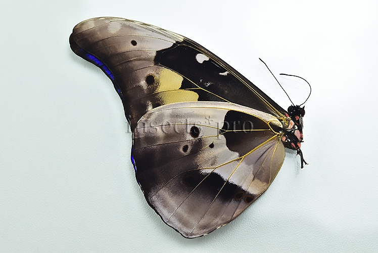 Morpho rhetenor mariajosianae f. pseudoparadisiaca ♂ - Image 2