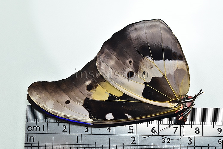 Morpho rhetenor mariajosianae f. pseudoparadisiaca ♂ - Image 3