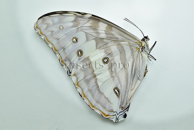 Morpho marcus intermedia A1 ♀ - Image 2