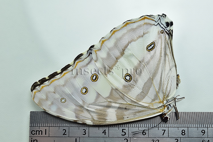 Morpho marcus intermedia A1 ♀ - Image 3