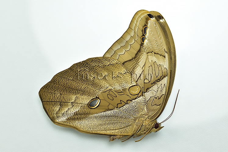 Eryphanis automedon tristis A1 ♀ - Image 2