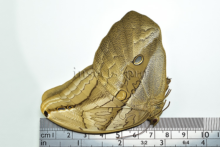 Eryphanis automedon tristis A1 ♀ - Image 3