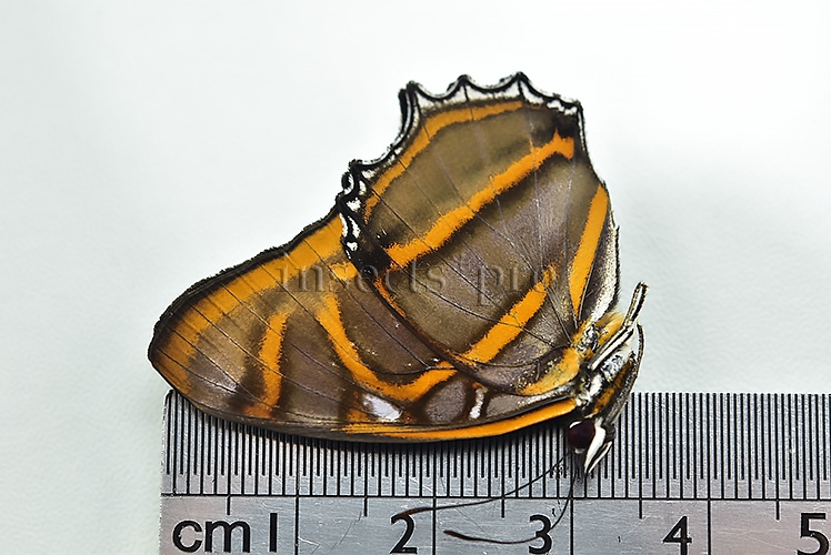 Metamorpha elissa elissa A1 ♂ ABERRATION* MELANIC - Image 2