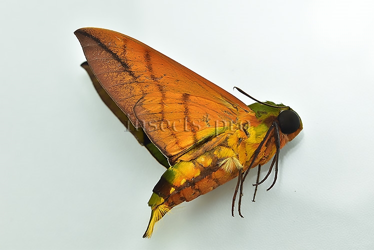 Oryba kadeni A1 ♂ - Image 2