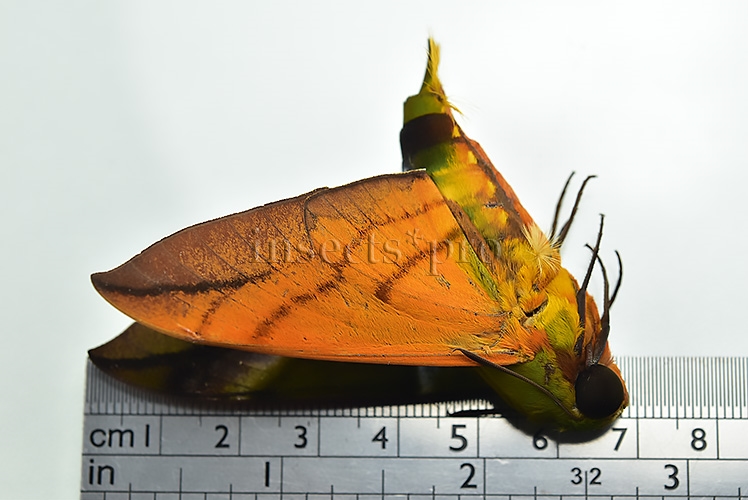 Oryba kadeni A1 ♂ - Image 3