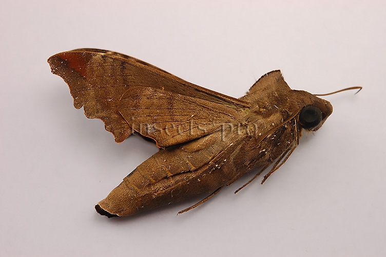 Sphingidae spp. A1 HIGH ALTITUDE