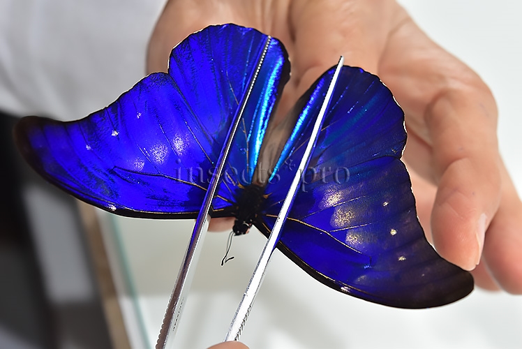 Morpho rhetenor mariajosianae f. pseudoparadisiaca ♂