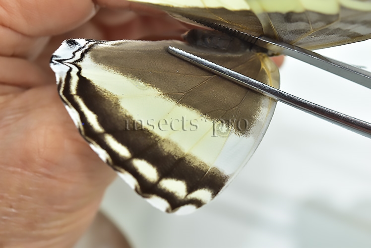 Morpho marcus intermedia A1 ♀ - Image 4