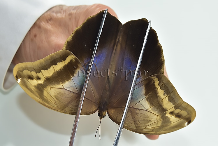 Eryphanis automedon tristis A1 ♀