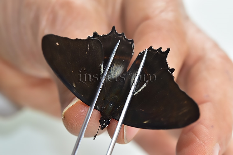 Metamorpha elissa elissa A1 ♂ ABERRATION* MELANIC - Image 3