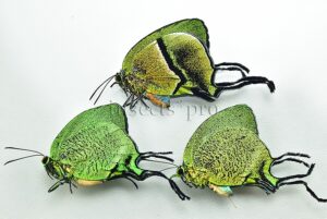 Arcas sp. A1 ♂♀ SET of 3 sp.