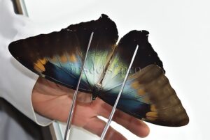 Morpho cisseis gahua f. phadena A1 ♂ ABERRATION*