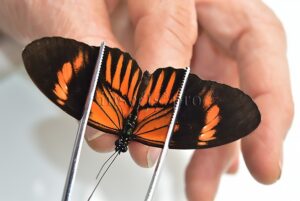 Heliconius sp. ♂ HYBRID*