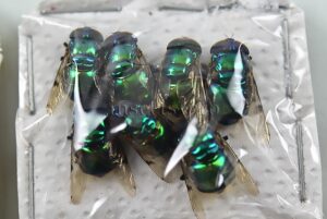 Diptera spp. A1 ♂♀ GREENISH SET of 17 sp.