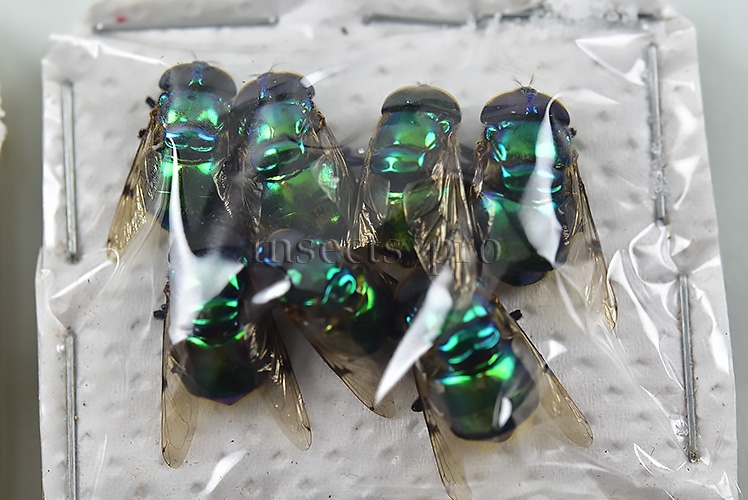 Diptera spp. A1 ♂♀ GREENISH SET of 17 sp.