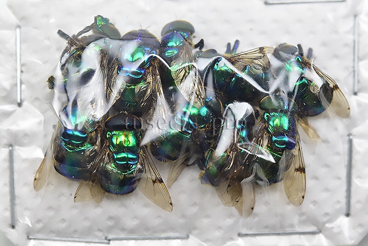 Diptera spp. A1 ♂♀ GREENISH SET of 17 sp. - Image 2