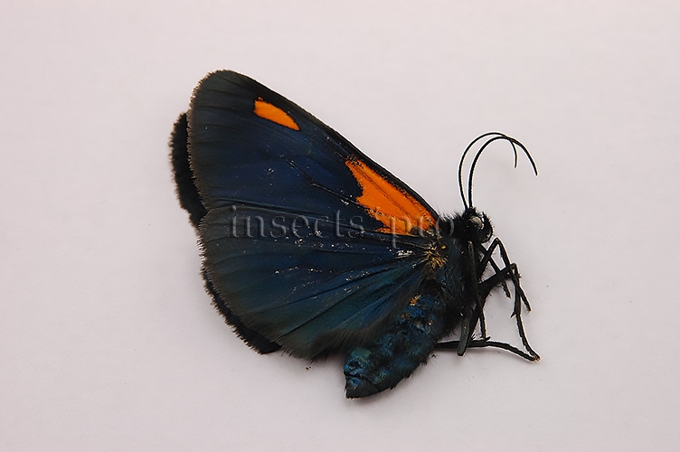 Arctiidae spp. HIGH ALTITUDE