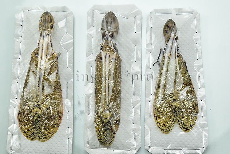 Fulgora laternaria A1 ♂♀ PEANUT ALLIGATOR BUG SET of 3 sp. - Image 2