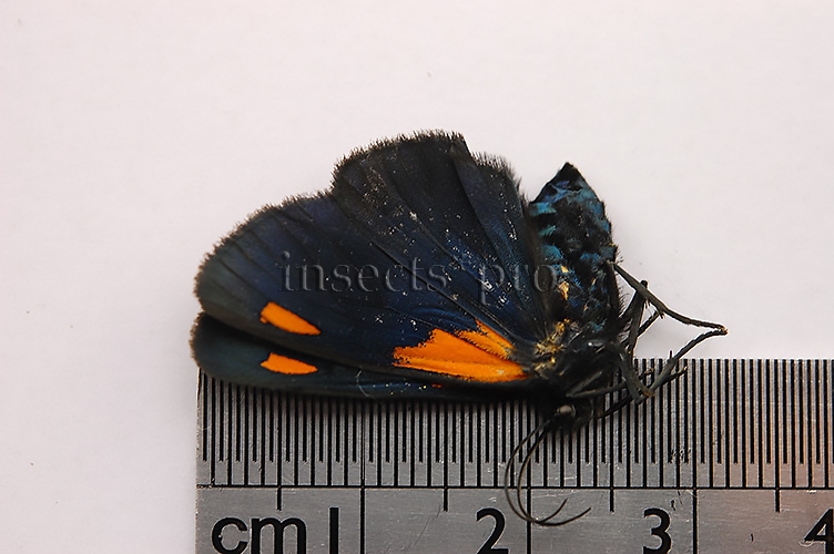 Arctiidae spp. HIGH ALTITUDE - Image 2