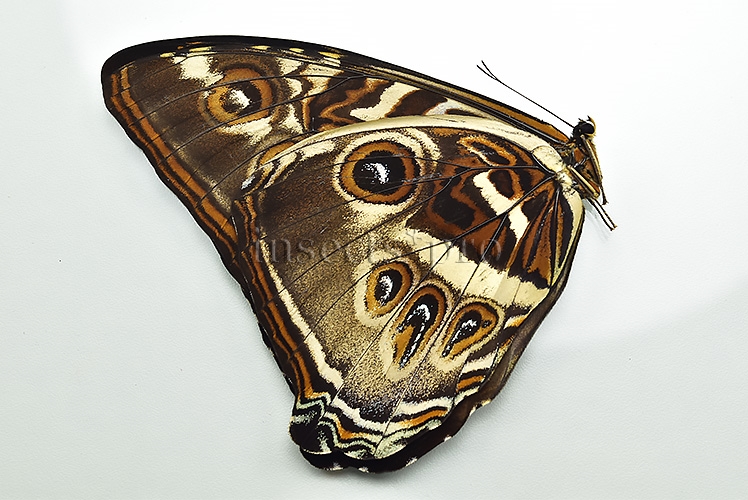 Morpho cisseis gahua f. phadena A1 ♂ - Image 2