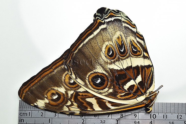 Morpho cisseis gahua f. phadena A1 ♂ - Image 3