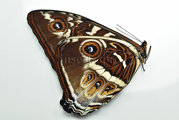 Morpho cisseis gahua f. phadena ♂ - Image 2