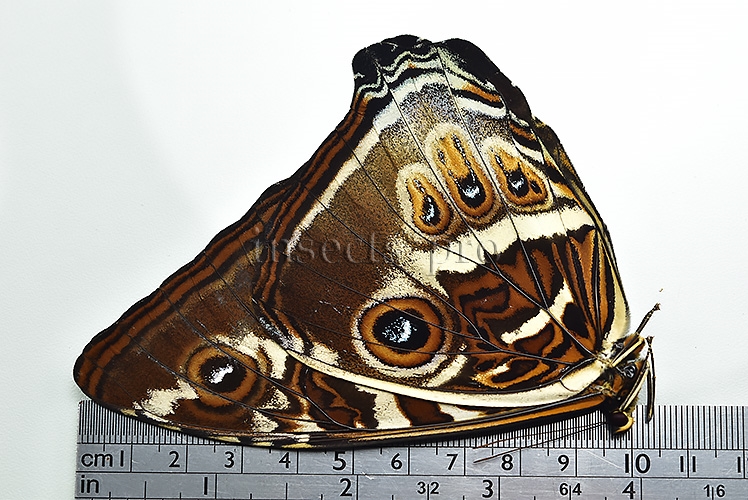 Morpho cisseis gahua f. phadena ♂ - Image 3