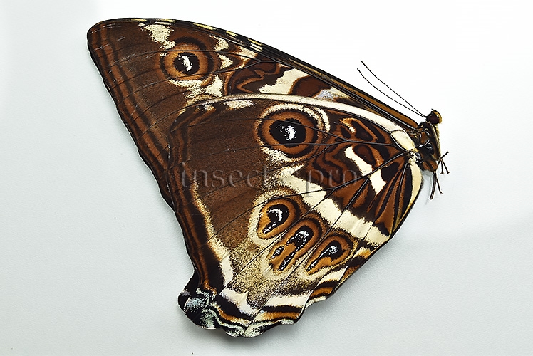 Morpho cisseis gahua f. phadena A1 ♂ - Image 2