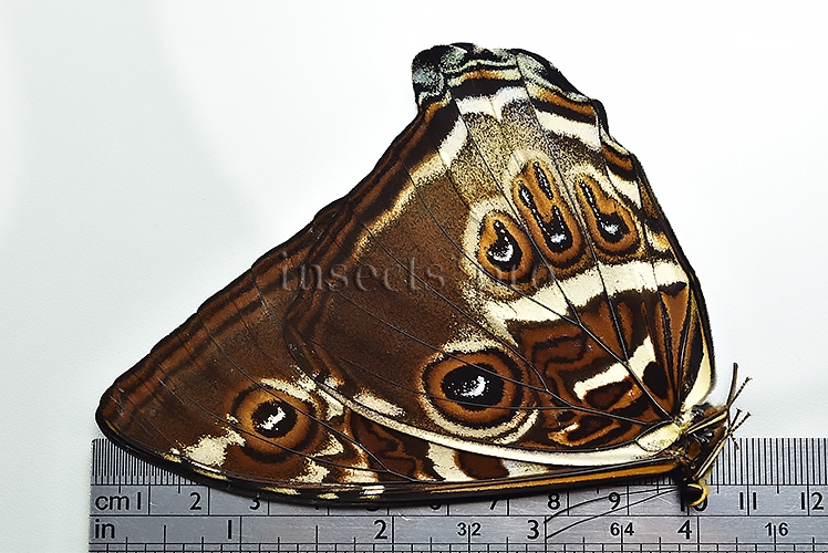 Morpho cisseis gahua f. phadena A1 ♂ - Image 3