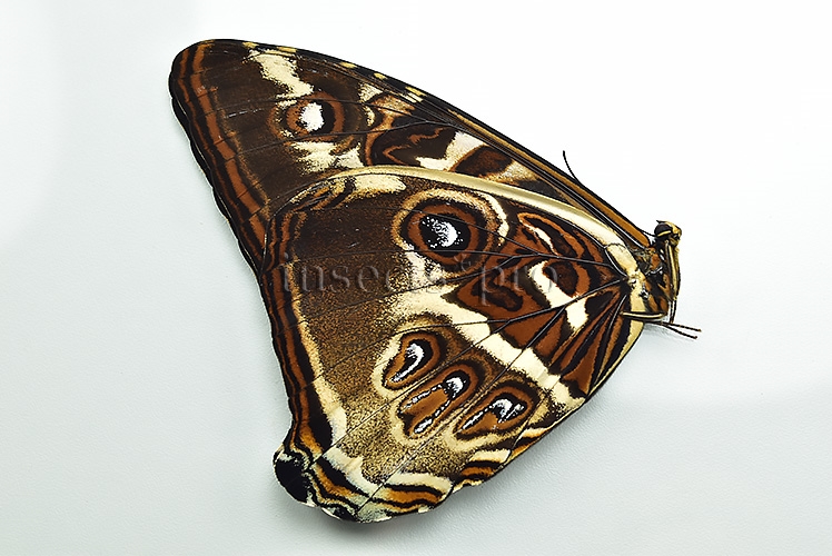 Morpho cisseis jeannoti A1 ♂ - Image 2
