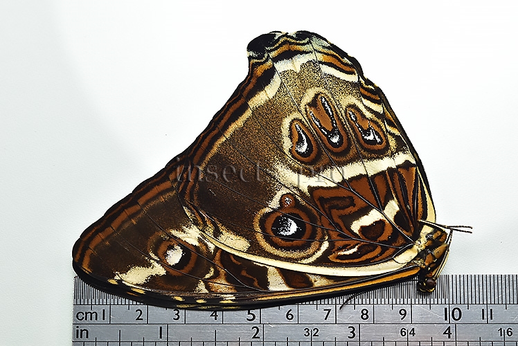 Morpho cisseis jeannoti A1 ♂ - Image 3