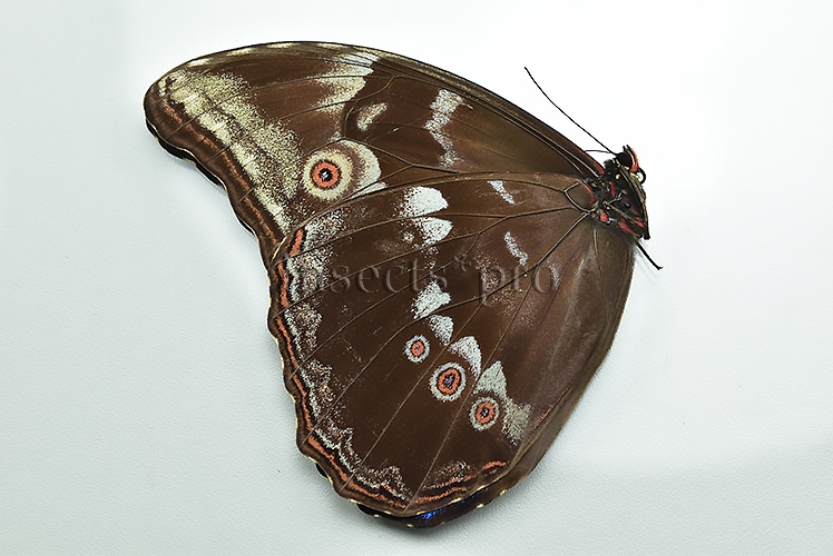 Morpho godartii tingomariensis ♂ ABERRATION* - Image 2