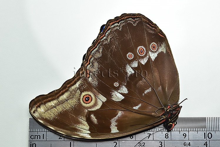 Morpho godartii tingomariensis ♂ ABERRATION* - Image 3