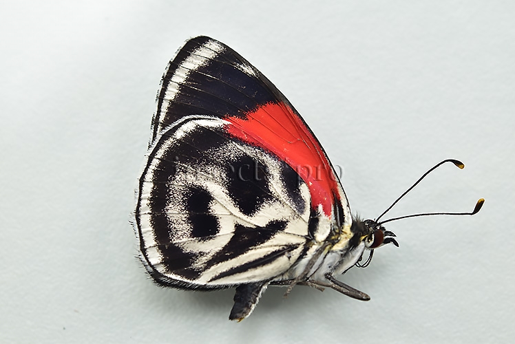 Diaethria sp. A1 ♂ ABERRATION* MELANIC