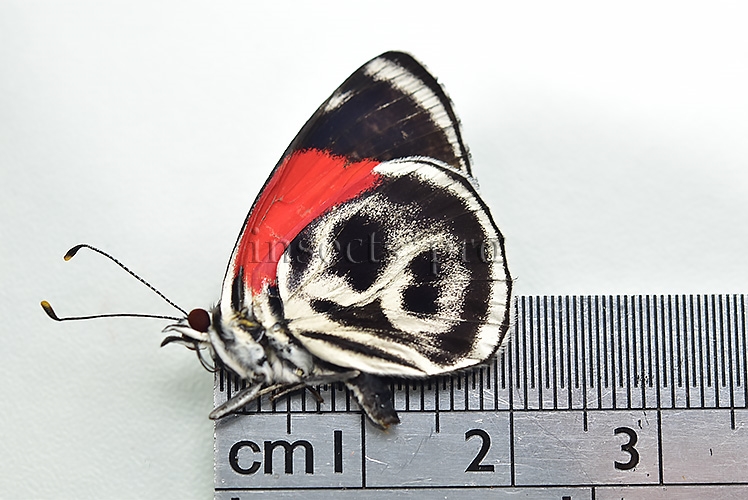 Diaethria sp. A1 ♂ ABERRATION* MELANIC - Image 2