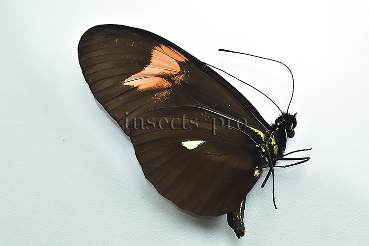 Heliconius sp. A1 ♂ HYBRID* - Image 2