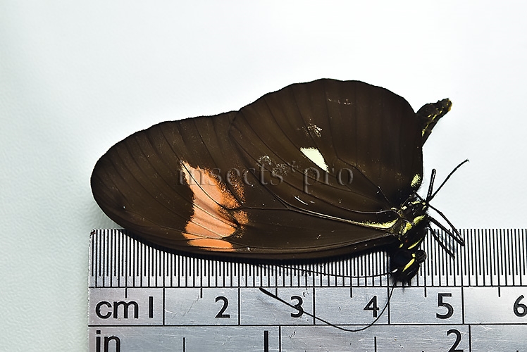 Heliconius sp. A1 ♂ HYBRID* - Image 3