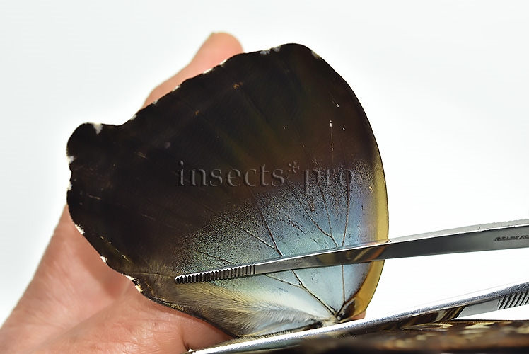 Morpho cisseis gahua f. phadena A1 ♂ - Image 4