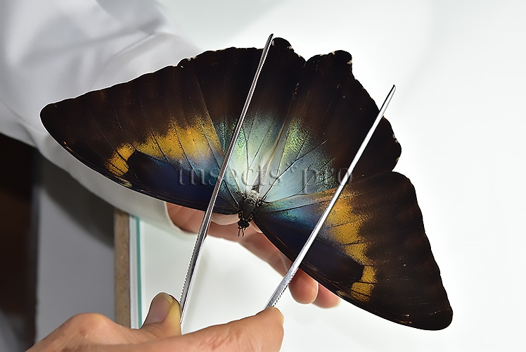 Morpho cisseis gahua f. phadena A1 ♂