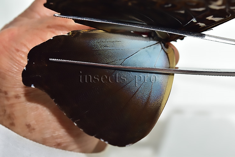 Morpho cisseis gahua f. phadena ♂ - Image 4